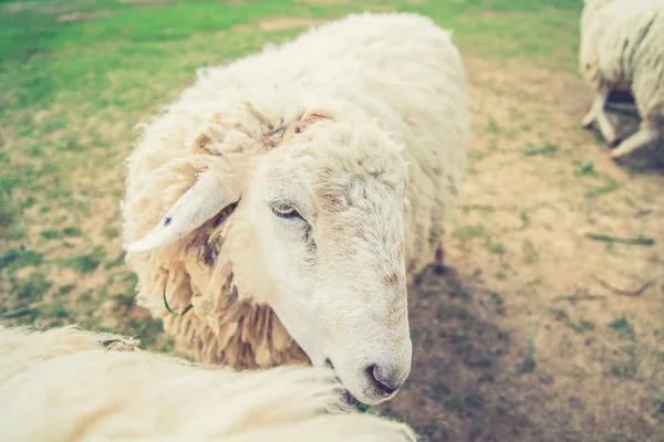 Vita ulliga får i ett grönt fält (Vintage filtereffekt används) — Stockfoto