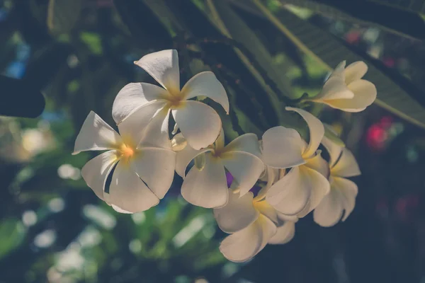 Квітка Frangipani білий — стокове фото