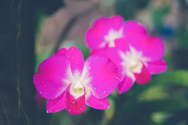 Flor roxa rosa da orquídea do dendrobium (uso do efeito do filtro do vintage — Fotografia de Stock