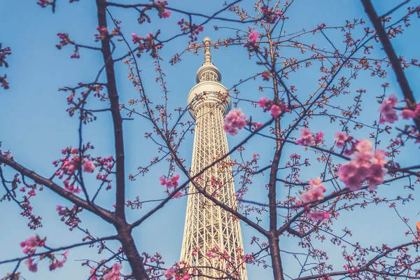 Sakura kiraz çiçekleri ağaç ağaç gökyüzü Tokyo, Japon radyo ile 