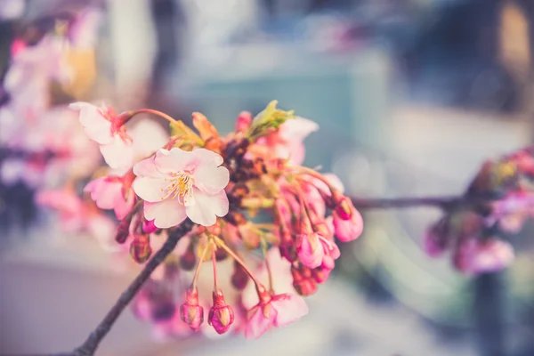Różowy Sakura kwiat kwitnący. — Zdjęcie stockowe