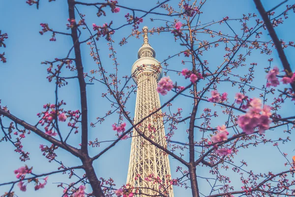 Sakura cereja floresce árvore com árvore de céu de Tóquio, rádio japonês — Fotografia de Stock