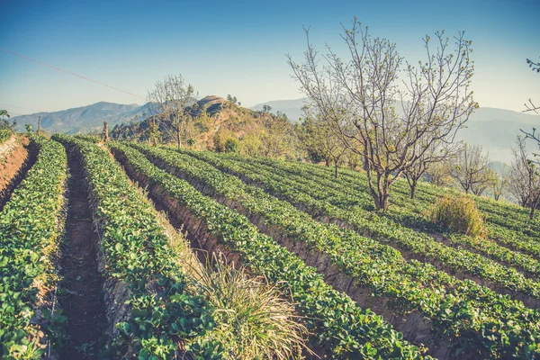 Strawberry garden at Doi Ang Khang , Chiang Mai, Thailand. (Vint — Stock Photo, Image