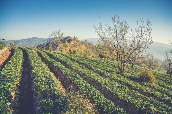 Strawberry garden at Doi Ang Khang , Chiang Mai, Thailand. (Vint — Stock Photo, Image