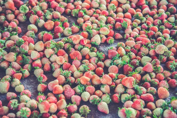 Fresh Strawberrys at Doi ang-Khang (Vintage filter effect used) — Stock Photo, Image