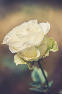 Beyaz gül çiçek tomurcukları bahçesinde (Vintage filtre etkisi bize