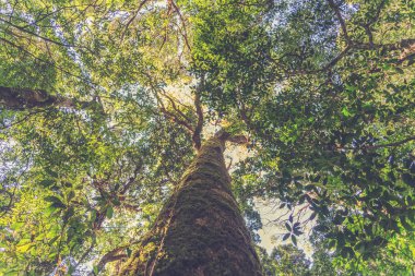 Tayland, Inthanon Milli Parkı (Vintag kuzeyinde yağmur ormanı