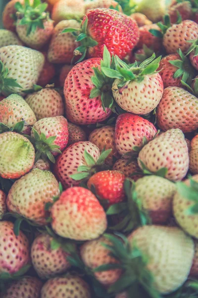 Fresh Strawberrys at Doi ang-Khang (Vintage filter effect used) — Stock Photo, Image