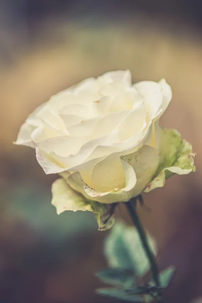 Белые цветы розы с почками в саду (Винтажный фильтр эффект нас — стоковое фото
