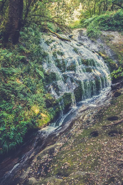 Tayland, Inthanon Milli Parkı (Vintag kuzeyinde yağmur ormanı