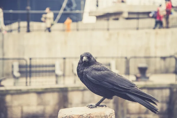 Corb stând pe o piatră. Concentrează-te pe cap . — Fotografie, imagine de stoc