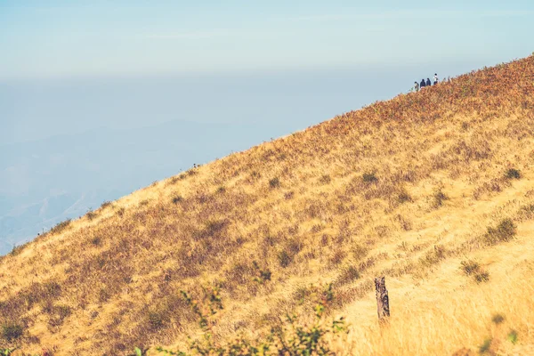 Alpines Savannengrasland von doi inthanon, chiang mai, thailand ( — Stockfoto