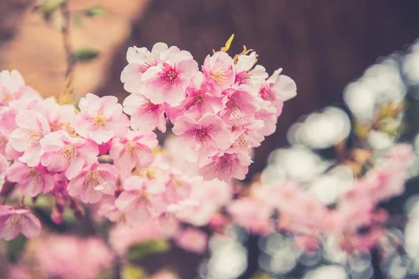 Różowy Sakura kwiat kwitnący. — Zdjęcie stockowe