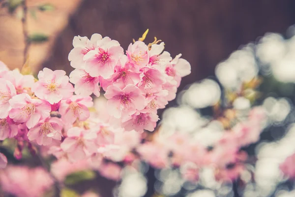 Różowy Sakura kwiat kwitnący. — Zdjęcie stockowe