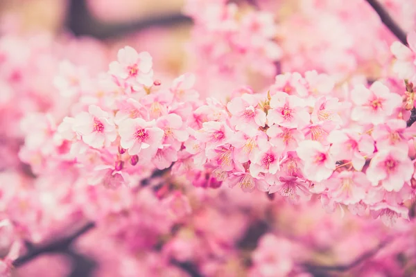 Rosa Sakura flor florescendo . — Fotografia de Stock