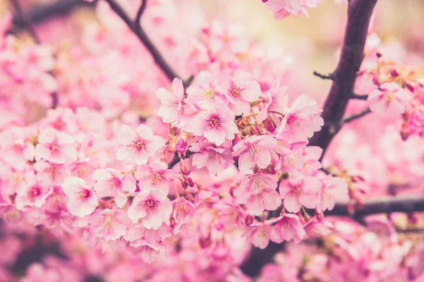 ピンクの桜の花が咲いています。. — ストック写真