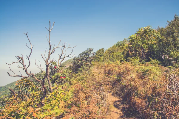 Alpine savann gräsmark av Doi Inthanon, Chiang Mai, Thailand ( — Stockfoto