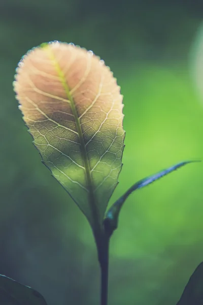 Primer plano de las hojas en el bosque. (Efecto filtro Vintage utilizado ) — Foto de Stock