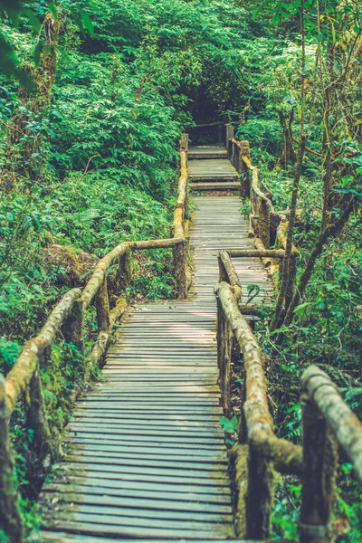 Puente de madera en la selva tropical (uso del efecto de filtro Vintage — Foto de Stock