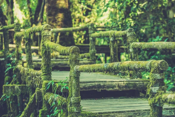 Ponte de madeira na floresta tropical (uso de efeito de filtro vintage — Fotografia de Stock