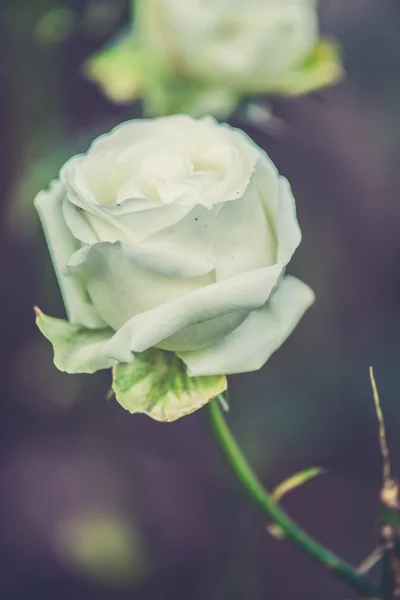 白色玫瑰花与芽在庭院 (复古过滤器作用我们 — 图库照片