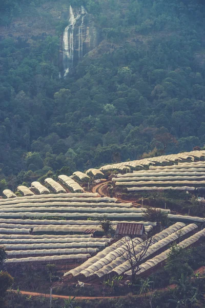 Greenhouse Plant  Doi Inthanon, Chiang Mai, Thailand (Vintage fi — Stock Photo, Image