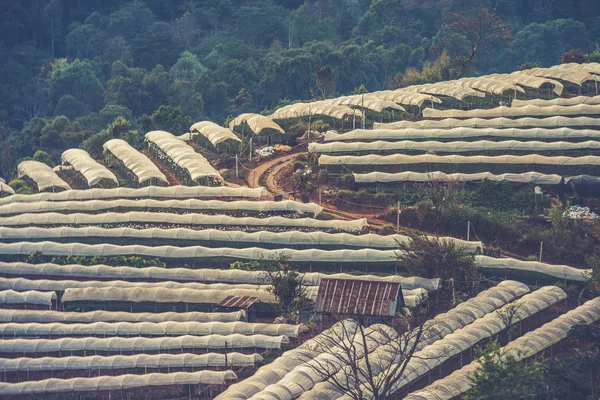 Greenhouse Plant  Doi Inthanon, Chiang Mai, Thailand (Vintage fi — Stock Photo, Image