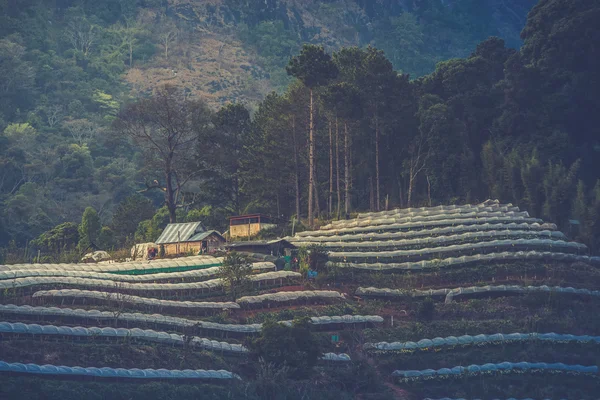 Greenhouse Plant  Doi Inthanon, Chiang Mai, Thailand (Vintage fi — Stock Photo, Image