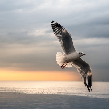 Flying seagull clipart
