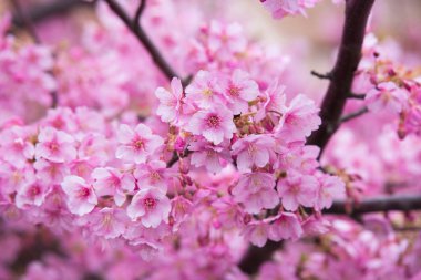 Pembe Sakura çiçek çiçeklenme