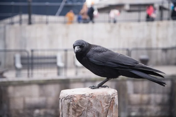 Raven sitting on a stone — Stock Photo, Image