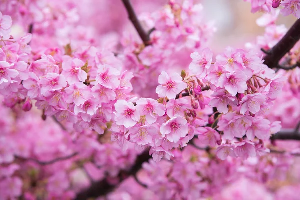 Różowy Sakura kwiat kwitnący — Zdjęcie stockowe