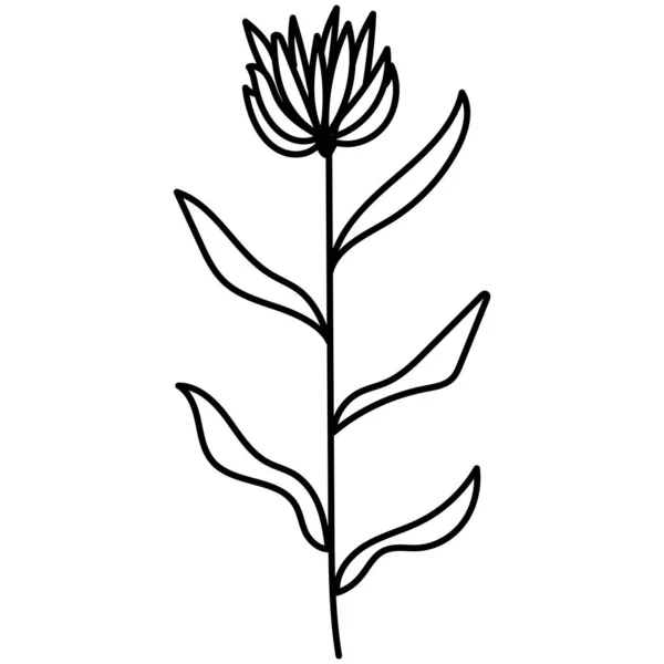 Doodle Botanische Hand Gezeichnet Dekorative Blatt Illustration — Stockvektor