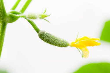 Serada küçük taze salatalık