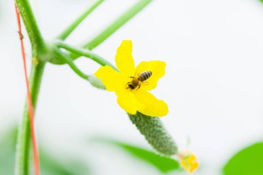 Serada küçük taze salatalık