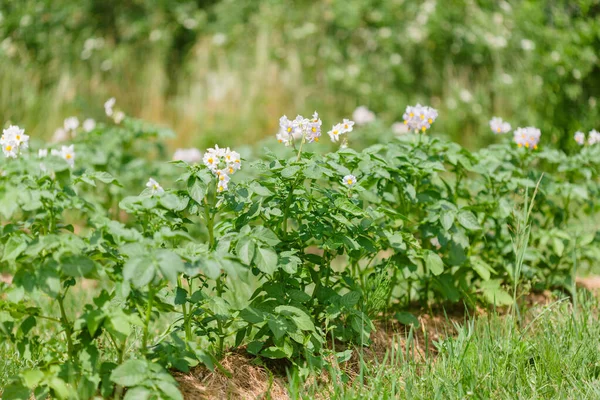 Çiçekli patates bitkileri tarlada sıra sıra yetişir.