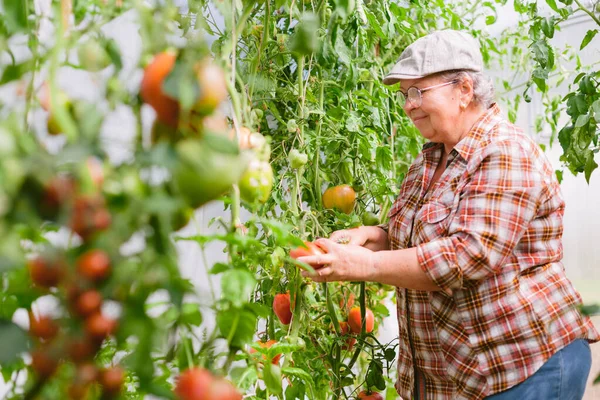 Jardinero Femenino Senior Dentro Del Invernadero Cosechando Tomates Maduro Granjero — Foto de Stock