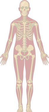 İnsan vücudu anatomisi - iskelet