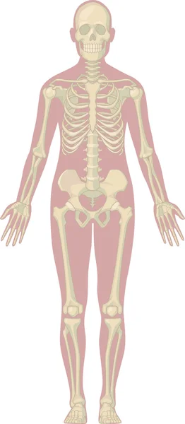 Anatomía del cuerpo humano - esqueleto — Vector de stock