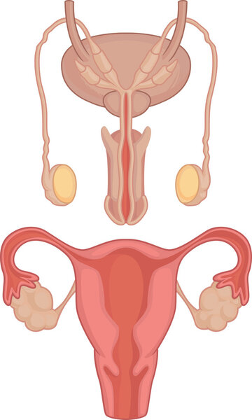Анатомия человеческого тела - Яички и матка
