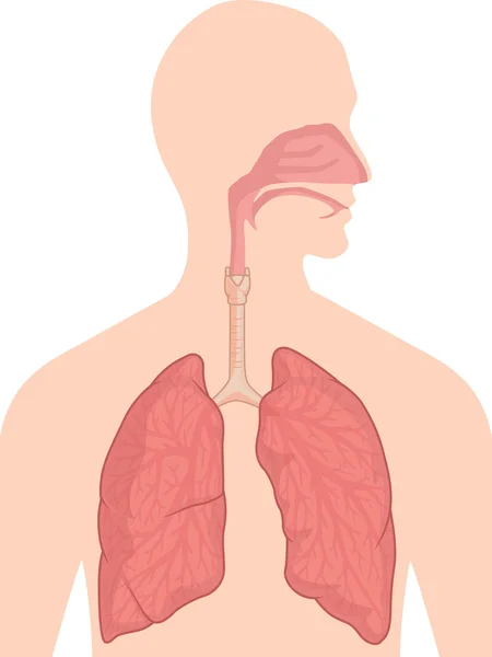 Anatomía del cuerpo humano - Sistema respiratorio — Archivo Imágenes Vectoriales