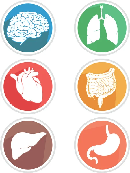 Icono de órganos del cuerpo humano — Vector de stock