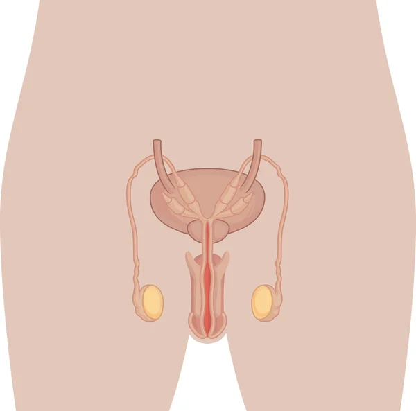 Anatomía del cuerpo humano - Órgano de reproducción masculino — Archivo Imágenes Vectoriales