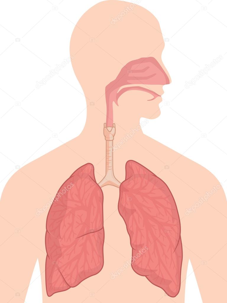 Human Body Anatomy - Respiratory System