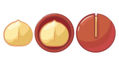 Karikatür Fındık Ağacı Macadamia Avustralya Tohumu