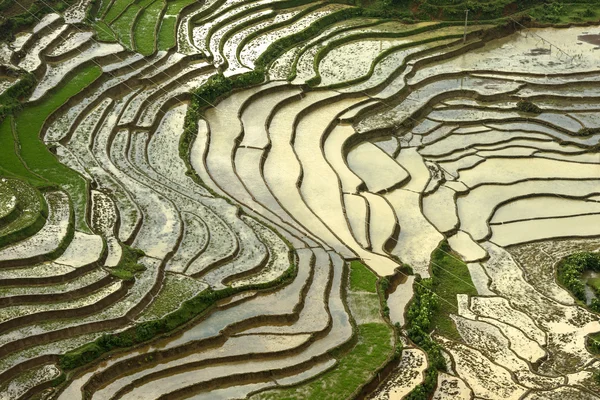 Yağmurlu mevsim sapa bölgesindeki pirinç teraslarının kuş bakışı manzarası Lao Cai Eyaleti, Kuzeybatı Vietnam.