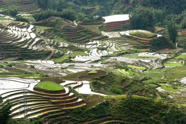 Pirinç tarlaları sapa bölgesinde, Lao Cai Eyaleti, Kuzeybatı Vietnam.