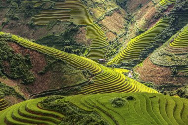 Mu Cang Chai, Yenbai, Vietnam pirinç tarlaları teraslı