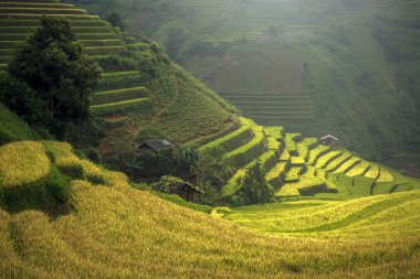 Güzel Rice Terasları, Güneydoğu Asya, Yenbai, Vietnam