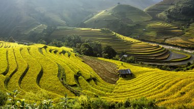 Pirinç tarlaları üzerinde Mu Cang Chai, Yenbai, Vietnam Teras. Kuzey Vietnam, hasat pirinç tarlaları hazırlamak